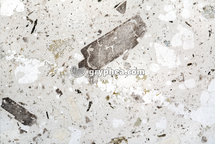 Trachyte - Trachyandésite (Q481) LPNA x 1,6 - gryphea.com